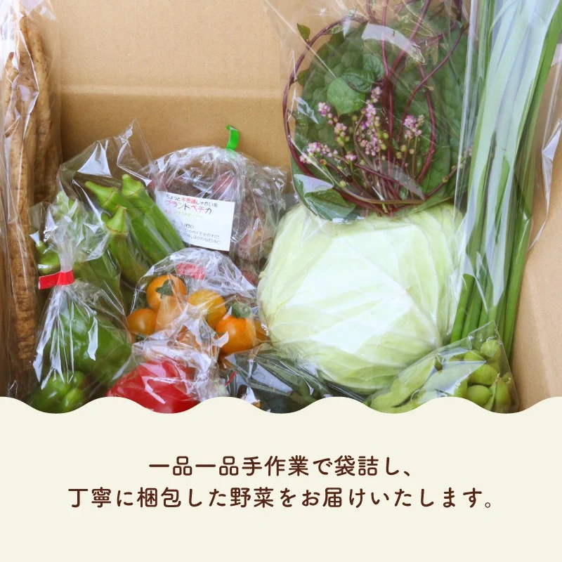 【半年に1回お届け 全2回コース】南国土佐の季節野菜と卵（ゆずたま）の詰め合わせセット | 定期便 セット 詰め合わせ 旬 やさい たまご 卵 柚子 ゆず ゆずたま 農家直送 人気 高知県 南国市