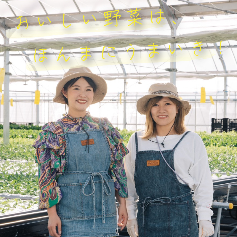 葉野菜 2種セット サラダ みずな ルッコラ | ほうれんそう ホウレンソウ 水菜 ミズナ 生食 野菜 セット 新鮮 健康 人気 おすすめ 高知県 南国市