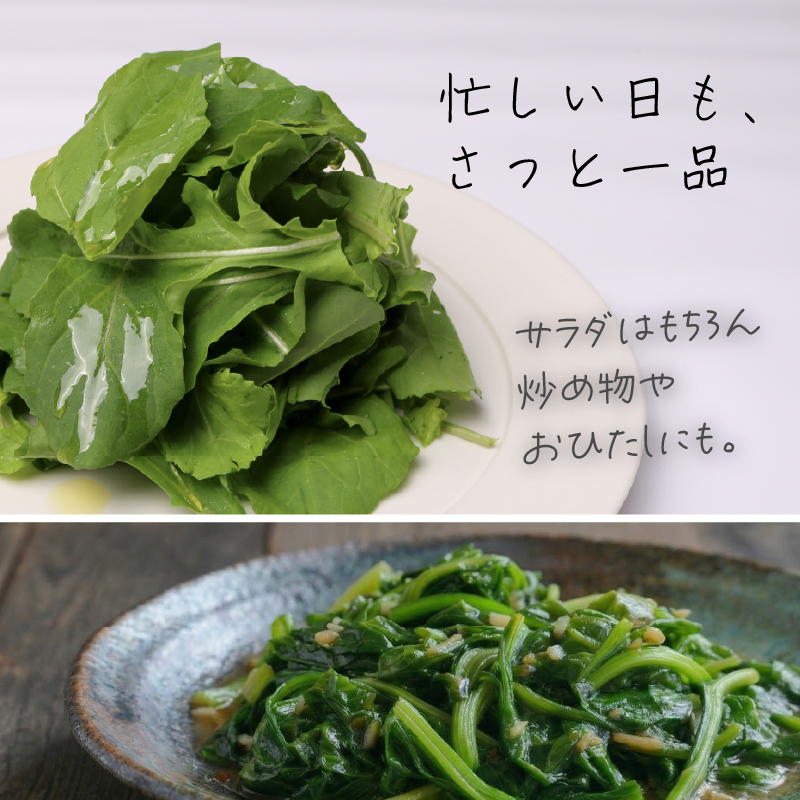 葉野菜 サラダ ルッコラ | ほうれんそう ホウレンソウ 水菜 ミズナ 生食 野菜 セット 新鮮 健康 人気 おすすめ 高知県 南国市