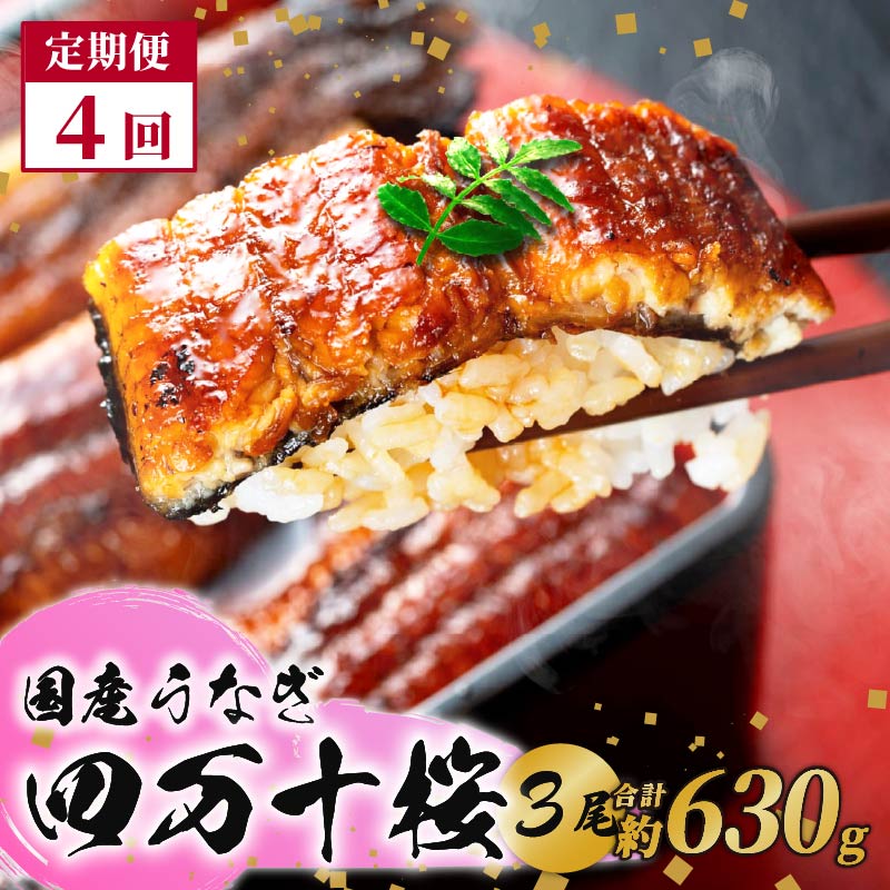 【通常用】【4回定期便】極上国産うなぎ四万十桜　蒲焼き約210g×3尾|うなぎ 鰻 蒲焼き 定期便 国産 四万十鰻 白焼き 調理済み タレ付き 頒布会 ギフト（お歳暮/お正月）高級 お取り寄せ グルメ 食べ比べ 冷凍