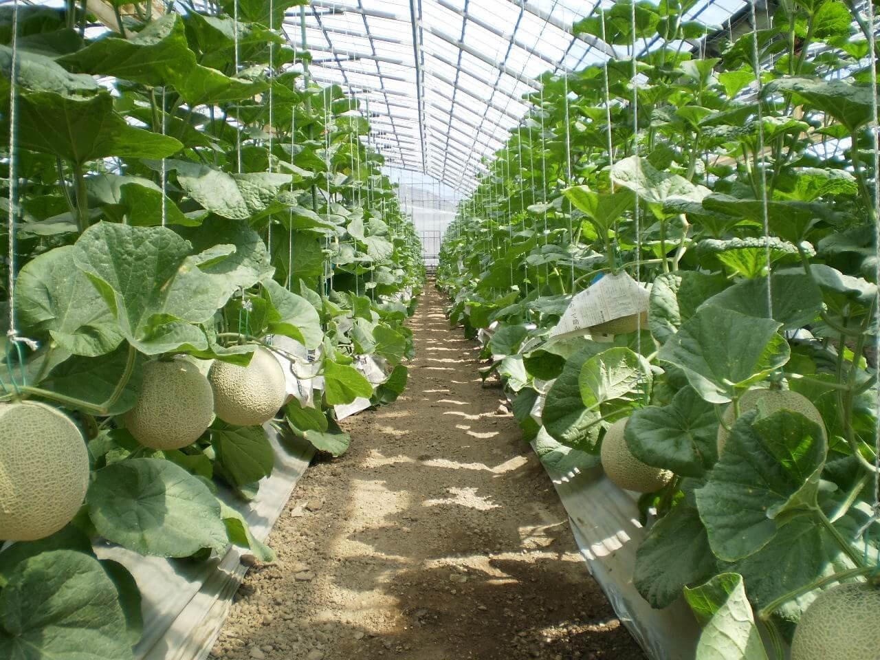 【3回定期便】家庭用 メロン 2玉 | 定期便 マスクメロン 2個 フルーツ 果物 厳選 高級 青肉メロン 人気 デザート ギフト プレゼント 贈り物 くだもの 旬 お取り寄せ 訳アリメロン 甘い 青肉 メロン 高糖度メロン 先行予約 訳あり 産地直送メロン 訳ありメロン 高知県 南国市