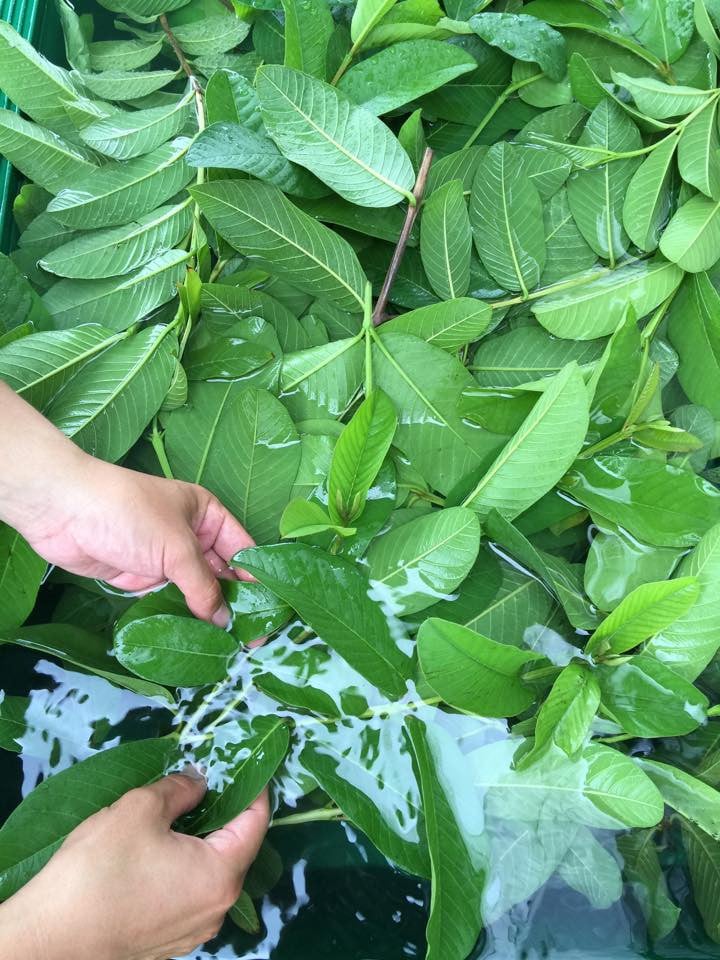 倩ç¶åæ100ïŒ
ã®å€©æµ·ã®ããããªãŒã¬ãã㯠ãã³ãã¯ãªãŒã 30gÃ2æ¬ | åç²§å ã¯ãªãŒã ã¢ãã ä¿æ¹¿ 最ã ãªãŒã¬ãã㯠ã³ã¹ã¡ ã°ã¢ã çŸå®¹ èªå®¶æ œå¹ ã³ãã äººæ° ãããã é«ç¥ç ååœåž