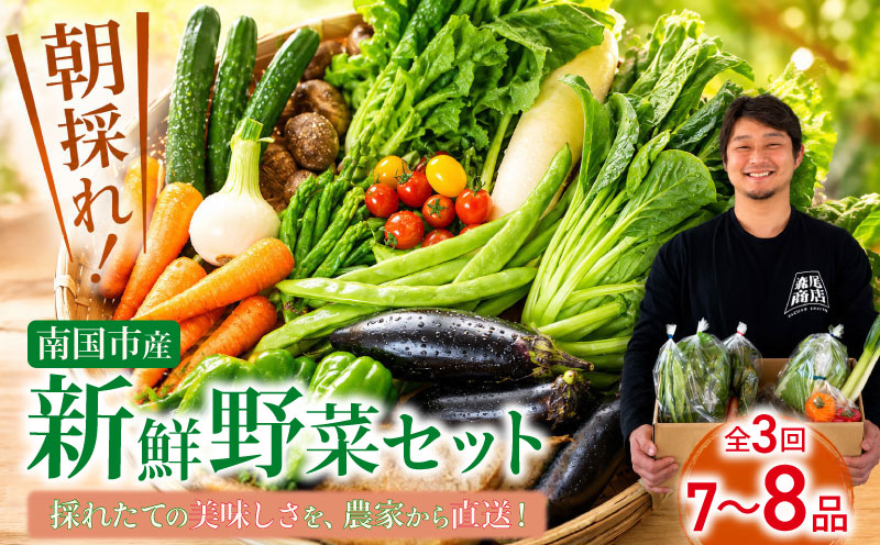 【3回定期便】 朝採れ新鮮！ 野菜セット(7～8品) | 定期便 野菜 セット 新鮮 野菜 人気 旬 季節の野菜 おすすめ キャベツ きゅうり 里芋 大根 トマト セット 詰め合わせ 森尾商店 高知県 南国市