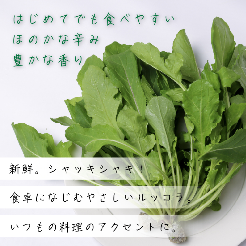 葉野菜 サラダ ルッコラ | ほうれんそう ホウレンソウ 水菜 ミズナ 生食 野菜 セット 新鮮 健康 人気 おすすめ 高知県 南国市