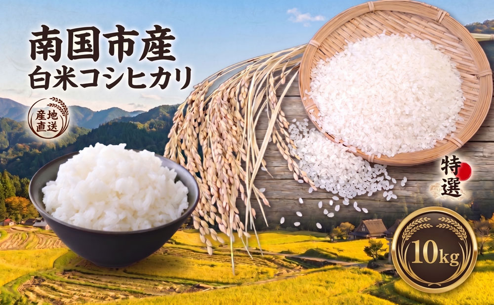 白米 コシヒカリ 10キロ 10kg 数量限定 米 コメ お米 ご飯 おにぎり こめ 令和7年度 農家直送 産地直送 ふるさと納税  高知県 南国市