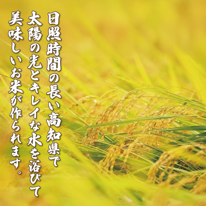 玄米 コシヒカリ 10キロ 10㎏ 数量限定 米 コメ お米 ご飯 おにぎり こめ 令和7年度 農家直送 産地直送 ふるさと納税  高知県 南国市