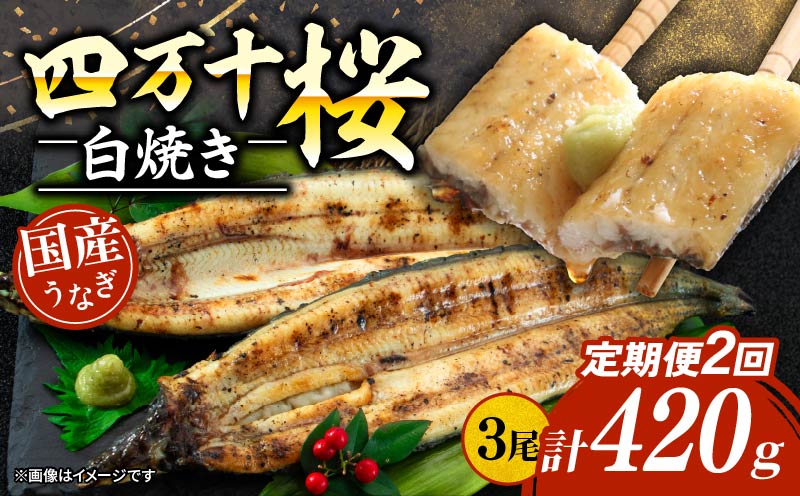【通常用】【2回定期便】極上国産うなぎ四万十桜 白焼き約140g×3尾 | うなぎ 鰻 ウナギ 白焼き 定期便 国産 四万十鰻 ウナギ 蒲焼き 調理済み タレ付き 頒布会 ギフト（お歳暮/お正月）高級 お取り寄せ グルメ 食べ比べ 冷凍