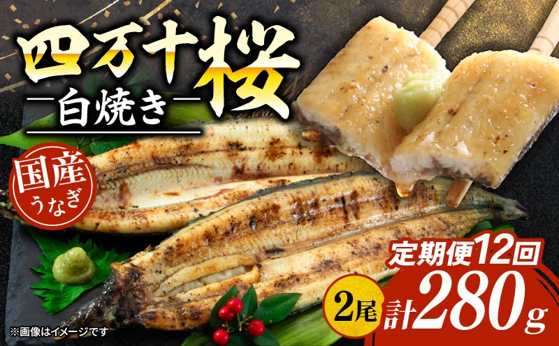 【通常用】【12回定期便】極上国産うなぎ四万十桜 白焼き約140g×2尾 | うなぎ 鰻 ウナギ 白焼き 定期便 国産 四万十鰻 ウナギ 蒲焼き 調理済み タレ付き 頒布会 ギフト（お歳暮/お正月）高級 お取り寄せ グルメ 食べ比べ 冷凍