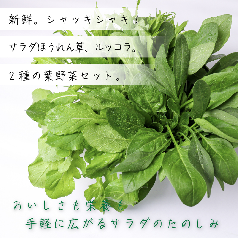 葉野菜 2種セット サラダ ほうれん草 ルッコラ | ほうれんそう ホウレンソウ 水菜 ミズナ 生食 野菜 セット 新鮮 健康 人気 おすすめ 高知県 南国市