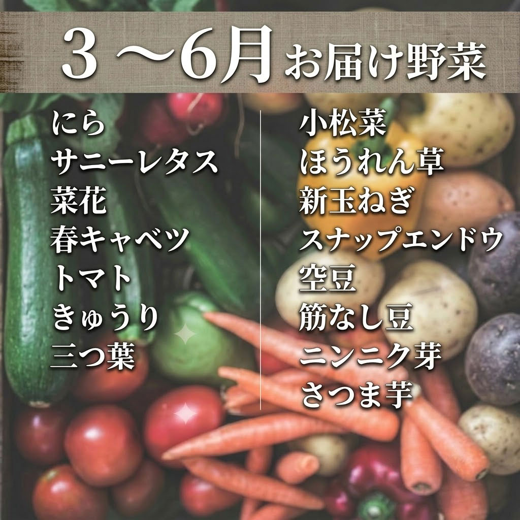 【2回定期便】こだわりの新鮮野菜セット 8~11品目 | 野菜セット 新鮮 野菜 人気 季節の野菜 おすすめ 高知県 南国市