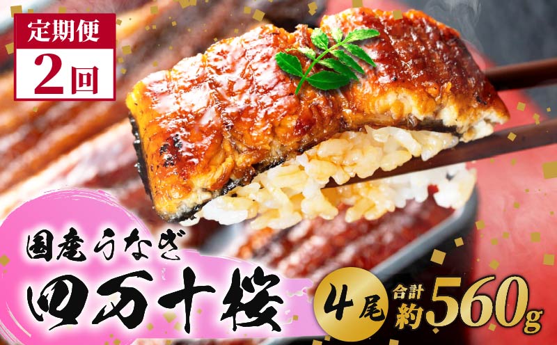 【通常用】【2回定期便】極上国産うなぎ四万十桜　蒲焼き約140g×4尾 | うなぎ 鰻 蒲焼き 定期便 国産 四万十鰻 白焼き 調理済み タレ付き 頒布会 ギフト（お歳暮/お正月）高級 お取り寄せ グルメ 食べ比べ 冷凍 [MR2400]