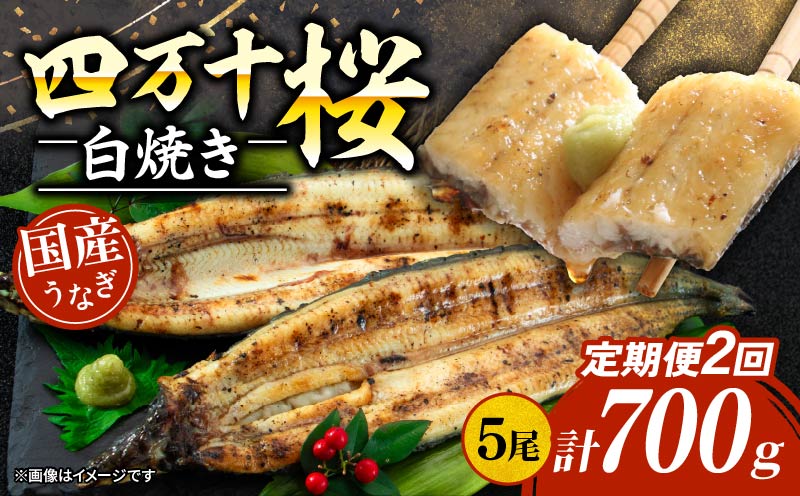【通常用】【2回定期便】極上国産うなぎ四万十桜 白焼き約140g✕5尾 | うなぎ 鰻 ウナギ 白焼き 定期便 国産 四万十鰻 ウナギ 蒲焼き 調理済み タレ付き 頒布会 ギフト（お歳暮/お正月）高級 お取り寄せ グルメ 食べ比べ 冷凍