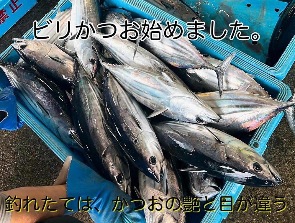 もちもち食感ビリかつお　刺身500gｘ2節＆藁焼きたたき500gｘ2節