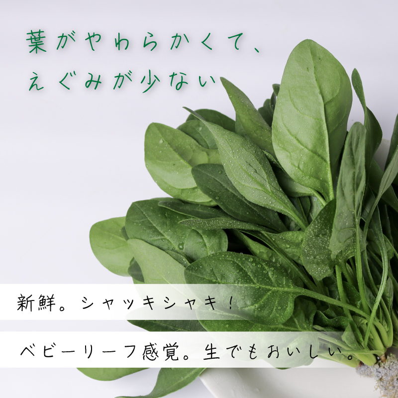 葉野菜 サラダ ほうれん草 | ほうれんそう ホウレンソウ 水菜 ミズナ 生食 野菜 セット 新鮮 健康 人気 おすすめ 高知県 南国市