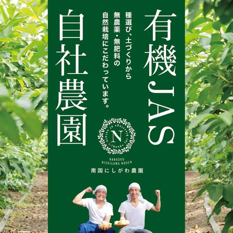 国産有機栽培グァバ葉100％使用 土佐國グァバ茶 2g×15包 | お茶 飲料 健康茶 茶 おちゃ 飲み物 グアバ 葉 国産 漢方 人気 おすすめ 食物繊維 カロテン カリウム ビタミン ビタミンC スーパーフード 疲労回復 美肌 風邪予防 効果 高知県 南国市