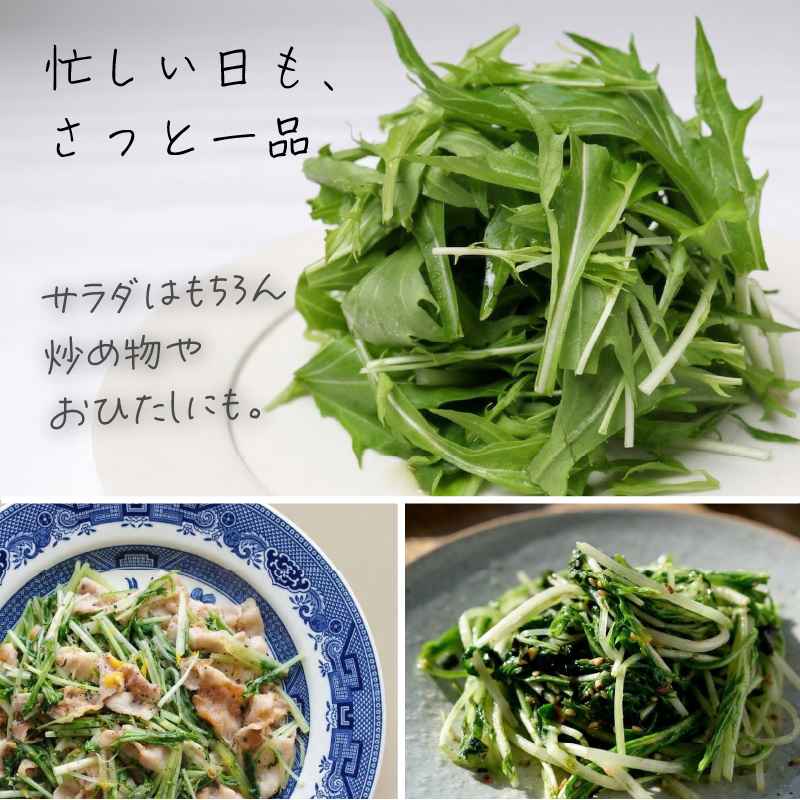 葉野菜 サラダ みずな | ほうれんそう ホウレンソウ 水菜 ミズナ 生食 野菜 セット 新鮮 健康 人気 おすすめ 高知県 南国市