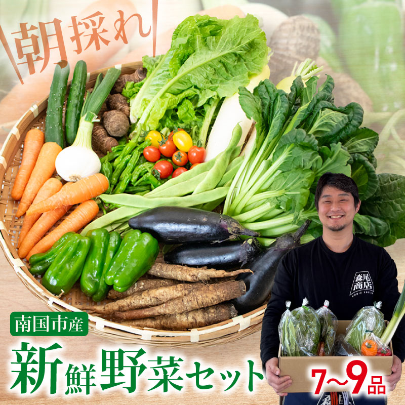 【先行予約】 朝採れ新鮮！ 野菜セット(7～9品) | 野菜セット 新鮮 野菜 人気 季節の野菜 数量限定 おすすめ 森尾商店 高知県 南国市