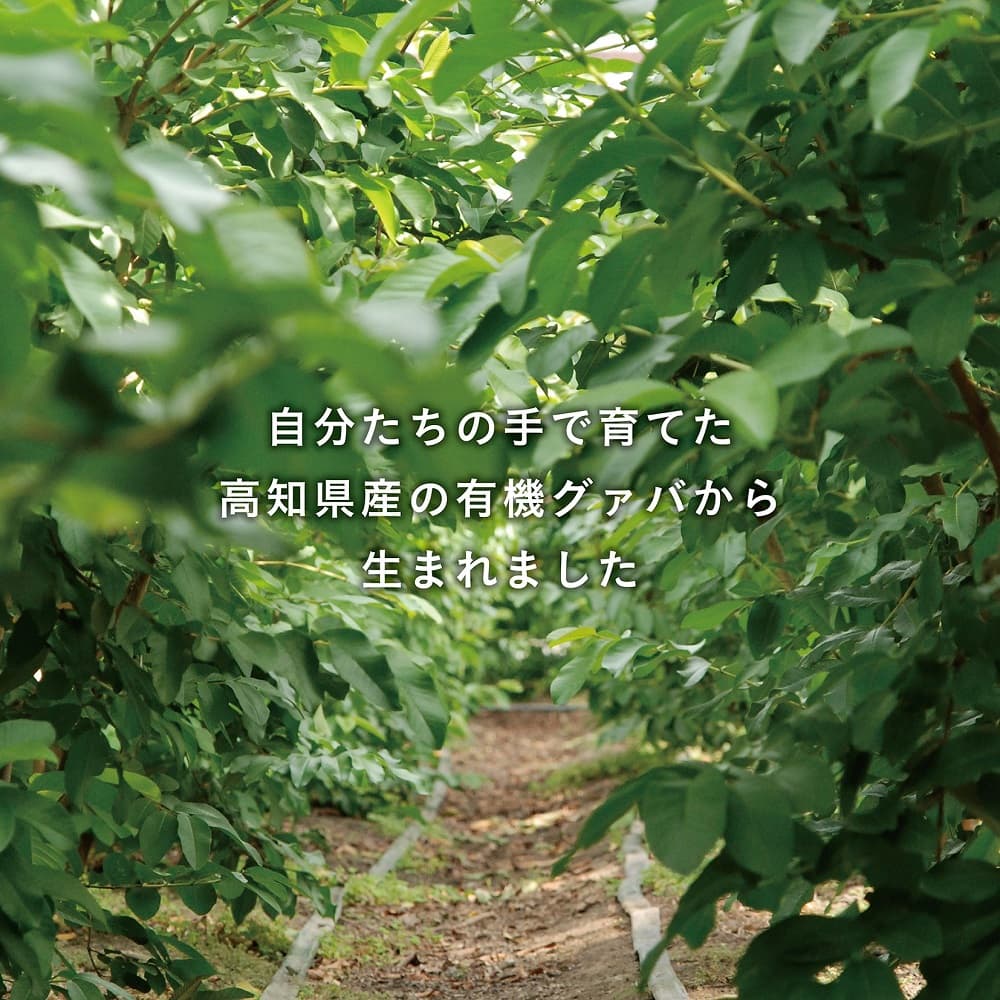 国産有機栽培グァバ葉100％使用 土佐國グァバ茶2g×30包入り 3個セット【お茶 飲料 健康茶 国産 漢方 人気 おすすめ 高知県 南国市】