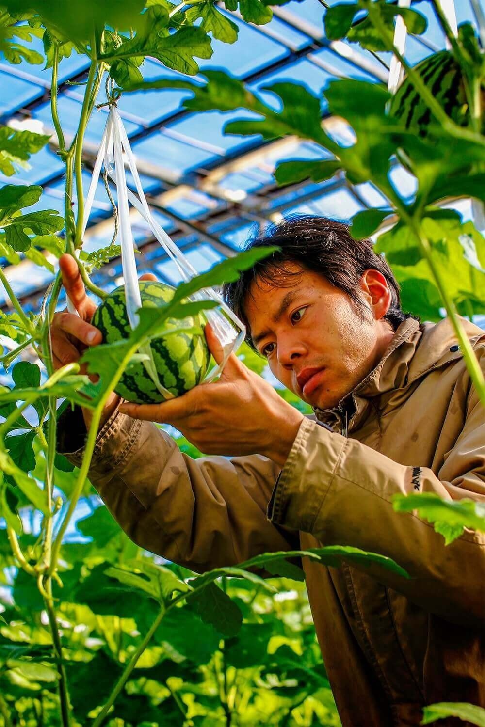 【年2回定期便】メロン・スイカ (指定月発送) | 限定 定期便 マスクメロン 最高品スイカ フルーツ 果物 厳選 高級 青肉メロン 人気 デザート ギフト プレゼント 贈り物 くだもの 旬 お取り寄せ ギフト 甘い スイカ めろん 詰合せ 高糖度 先行予約 産地直送 すいか 高知県 南国市