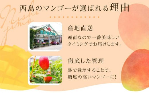 【先行予約】高知県南国市産／完熟アップルマンゴー1個（2026年6月〜発送）【マンゴー フルーツ くだもの デザート 高評価 厳選 高級 ギフト 贈り物 人気 おすすめ】【マンゴー アップルマンゴー フルーツ 果物 くだもの 食品  高評価 厳選 高級 ギフト 贈り物 人気 おすすめ 】