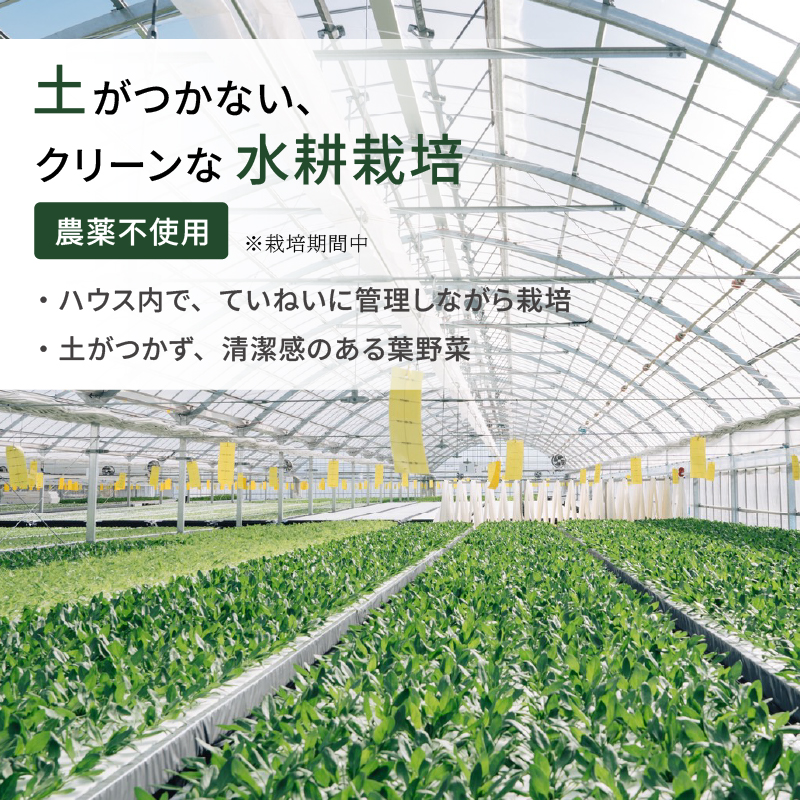葉野菜 サラダ みずな | ほうれんそう ホウレンソウ 水菜 ミズナ 生食 野菜 セット 新鮮 健康 人気 おすすめ 高知県 南国市