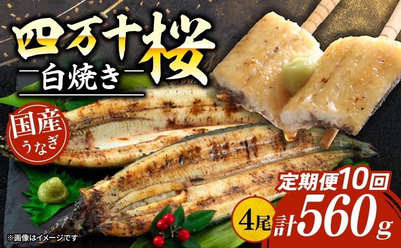 【通常用】【10回定期便】極上国産うなぎ四万十桜 白焼き約140g✕4尾 | うなぎ 鰻 ウナギ 白焼き 定期便 国産 四万十鰻 ウナギ 蒲焼き 調理済み タレ付き 頒布会 ギフト（お歳暮/お正月）高級 お取り寄せ グルメ 食べ比べ 冷凍