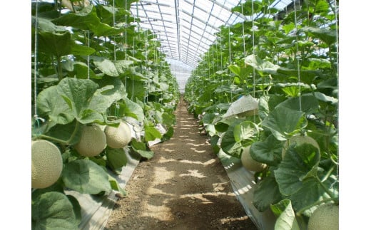 高知県南国市産／贈答用マスクメロン（1個）【メロン フルーツ くだもの デザート 高評価 厳選 高級 ギフト 贈り物 人気 おすすめ】【メロン マスクメロン フルーツ 果物 くだもの 食品 デザート 高評価 厳選 高級 ギフト 贈り物 人気 おすすめ 】