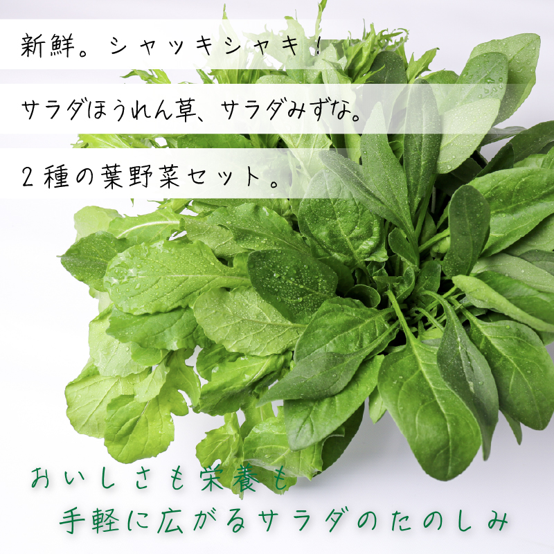 葉野菜 2種セット サラダ ほうれん草 みずな | ほうれんそう ホウレンソウ 水菜 ミズナ 生食 野菜 セット 新鮮 健康 人気 おすすめ 高知県 南国市