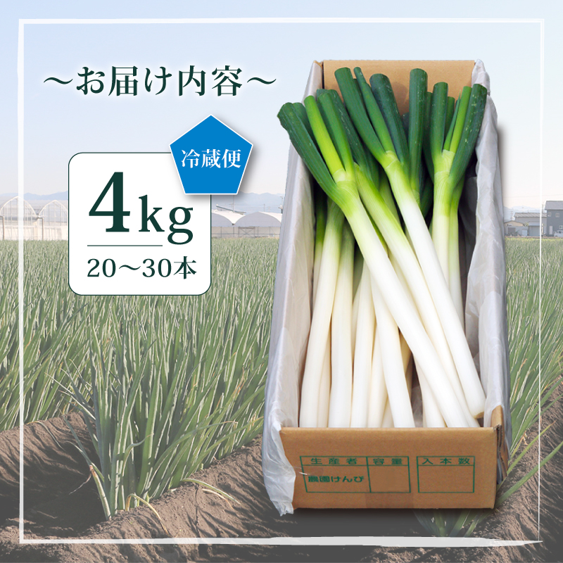 【先行予約 2026年12月～発送】白ねぎ 4kg(20～30本) | 長ネギ 葱 薬味 鍋 すき焼き ねぎま うどん そば 農園けんぴ 高知県 南国市