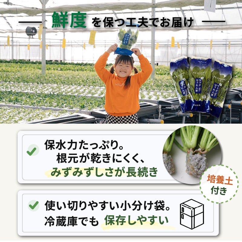 葉野菜 サラダ 3種ミックス ルッコラ ほうれん草 みずな なっぱトリオ | ほうれんそう ホウレンソウ 水菜 ミズナ 生食 野菜 セット 新鮮 健康 人気 おすすめ 高知県 南国市