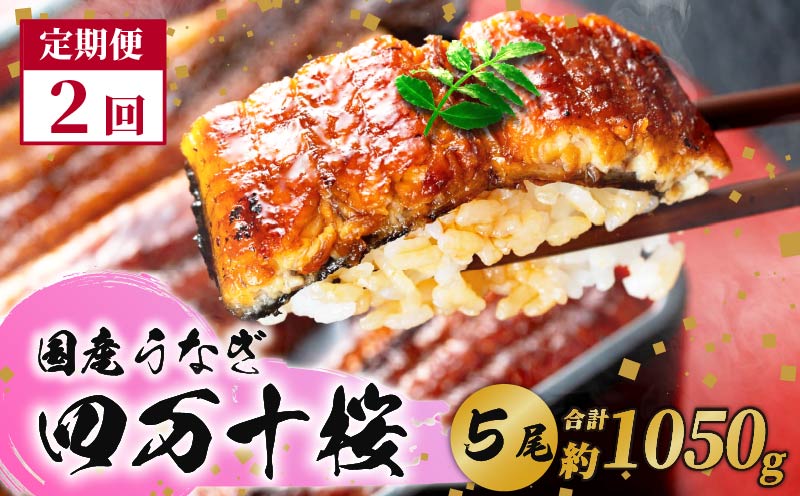 【通常用】【2回定期便】極上国産うなぎ四万十桜　蒲焼き約210g×5尾|うなぎ 鰻 蒲焼き 定期便 国産 四万十鰻 白焼き 調理済み タレ付き 頒布会 ギフト（お歳暮/お正月）高級 お取り寄せ グルメ 食べ比べ 冷凍