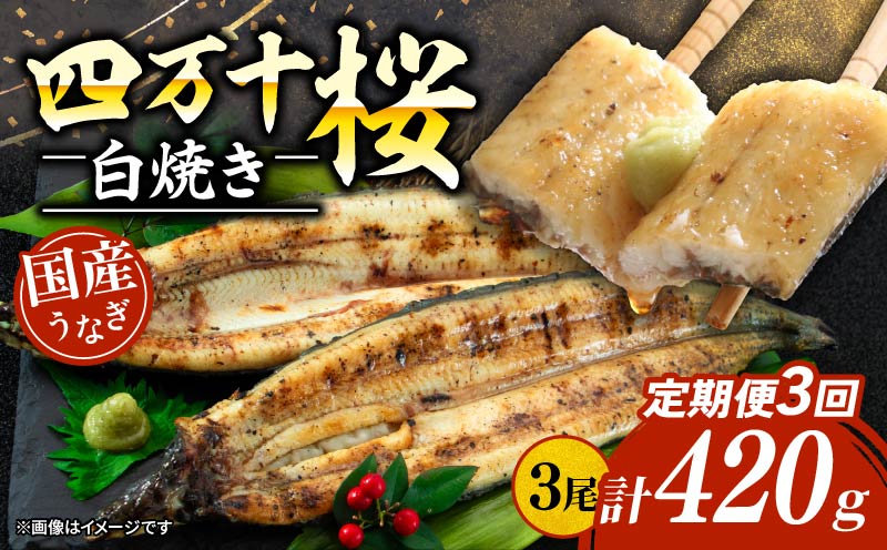 【通常用】【3回定期便】極上国産うなぎ四万十桜 白焼き約140g×3尾 | うなぎ 鰻 ウナギ 白焼き 定期便 国産 四万十鰻 ウナギ 蒲焼き 調理済み タレ付き 頒布会 ギフト（お歳暮/お正月）高級 お取り寄せ グルメ 食べ比べ 冷凍