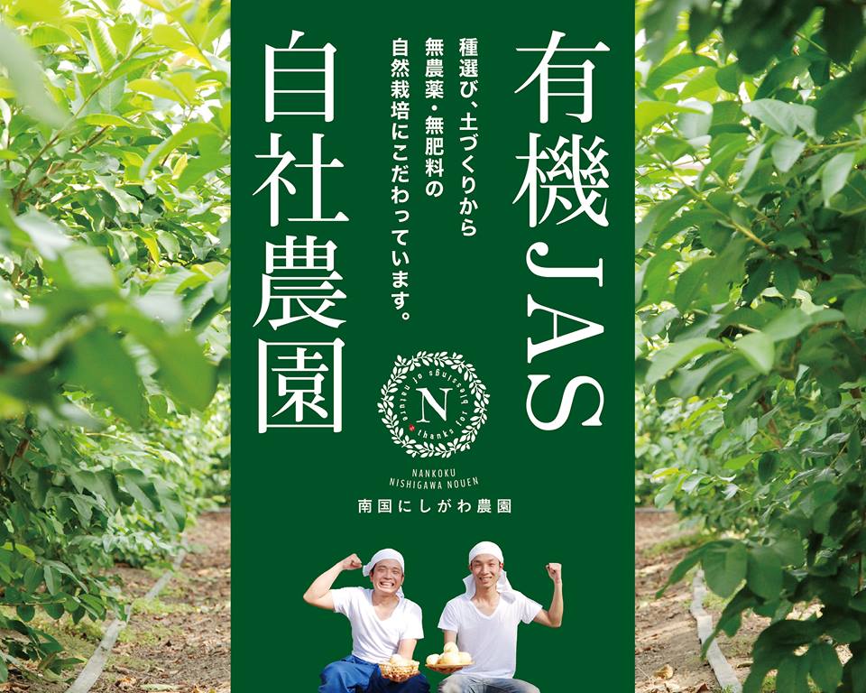 国産有機栽培グァバ葉100％使用 土佐國グァバ茶（2g×10包）
