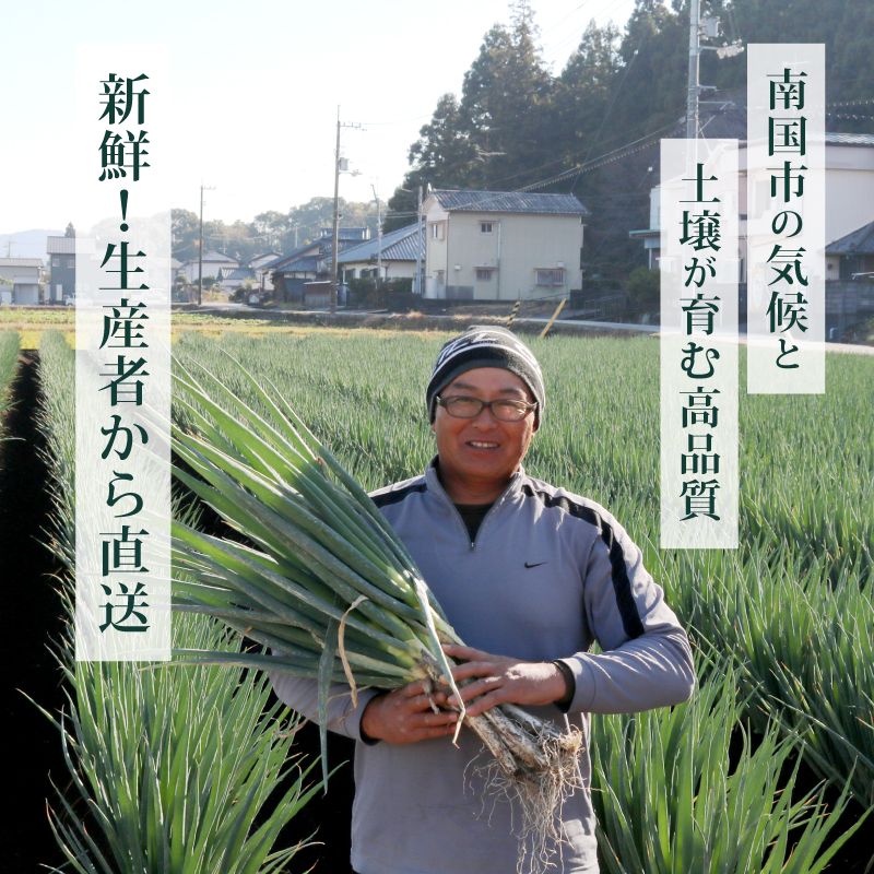 【先行予約 2026年12月～発送】白ねぎ 2kg(10～15本) | 長ネギ 葱 薬味 鍋 すき焼き ねぎま うどん そば 農園けんぴ 高知県 南国市