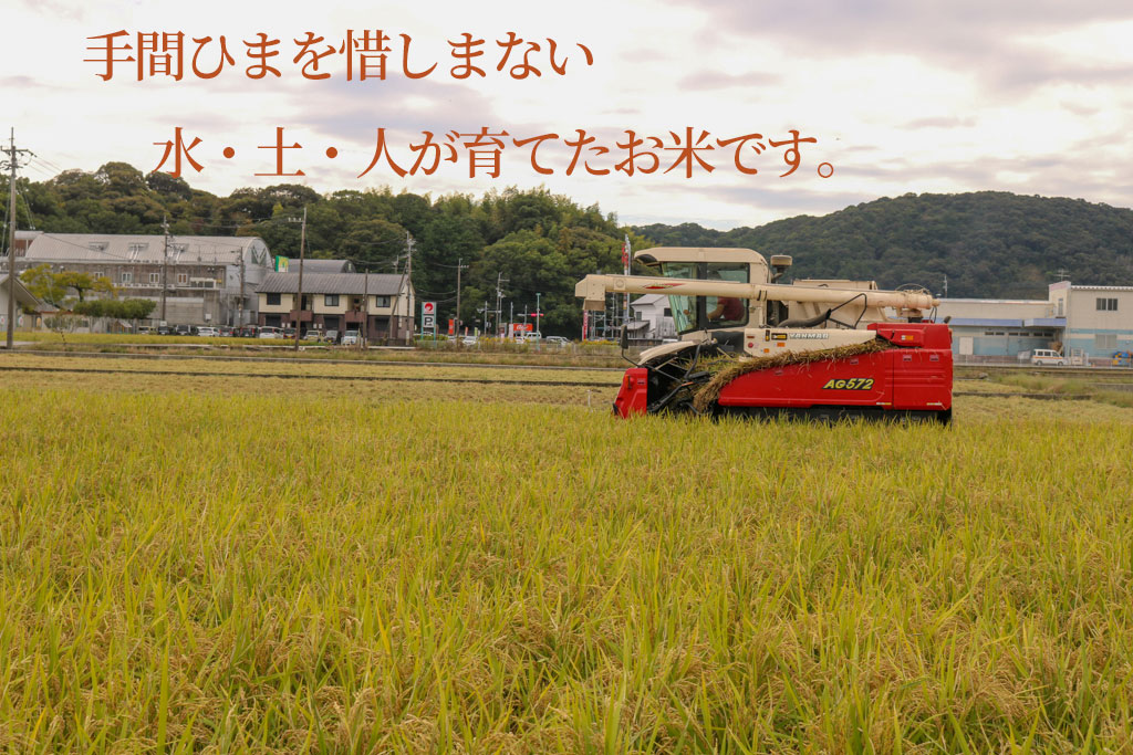 令和7年度 もち米 5キロ 数量限定 餅米 もちごめ 白米 高知県 南国市