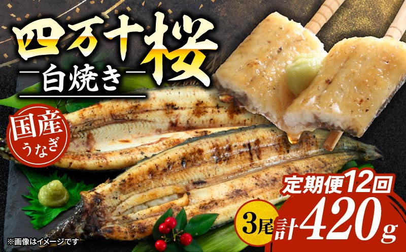 【通常用】【12回定期便】極上国産うなぎ四万十桜 白焼き約140g×3尾 | うなぎ 鰻 ウナギ 白焼き 定期便 国産 四万十鰻 ウナギ 蒲焼き 調理済み タレ付き 頒布会 ギフト（お歳暮/お正月）高級 お取り寄せ グルメ 食べ比べ 冷凍