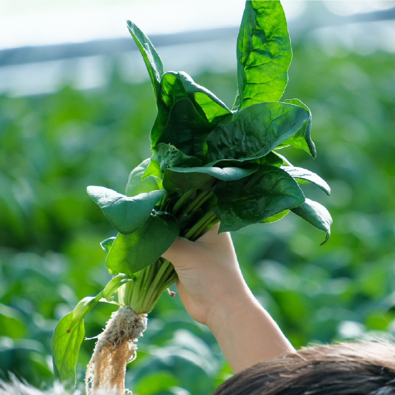 葉野菜 サラダ ルッコラ | ほうれんそう ホウレンソウ 水菜 ミズナ 生食 野菜 セット 新鮮 健康 人気 おすすめ 高知県 南国市