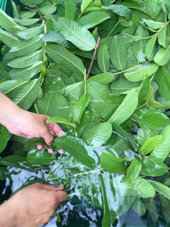 倩ç¶åæ100ïŒ
ã®å€©æµ·ã®ããããªãŒã¬ããã¯ã³ã¹ã¡ 2ç¹ã»ãã | åç²§å åç²§æ°Ž çŸå®¹æ¶² ãªãŒã¬ãã㯠ã³ã¹ã¡ ã°ã¢ã çŸå®¹ çŸè æå ãã èªå®¶æ œå¹ ã³ãã è©°ãåãã äººæ° ãããã é«ç¥ç ååœåž