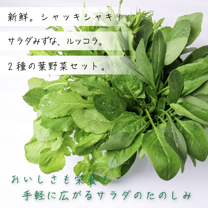 葉野菜 2種セット サラダ みずな ルッコラ | ほうれんそう ホウレンソウ 水菜 ミズナ 生食 野菜 セット 新鮮 健康 人気 おすすめ 高知県 南国市