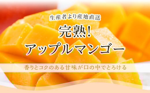 【先行予約】高知県南国市産／ご家庭用アップルマンゴー（2026年6月〜発送）【マンゴー フルーツ くだもの デザート 高評価 人気 おすすめ】【マンゴー アップルマンゴー フルーツ 果物 くだもの 食品  高評価 厳選 高級 ギフト 贈り物 人気 おすすめ 】