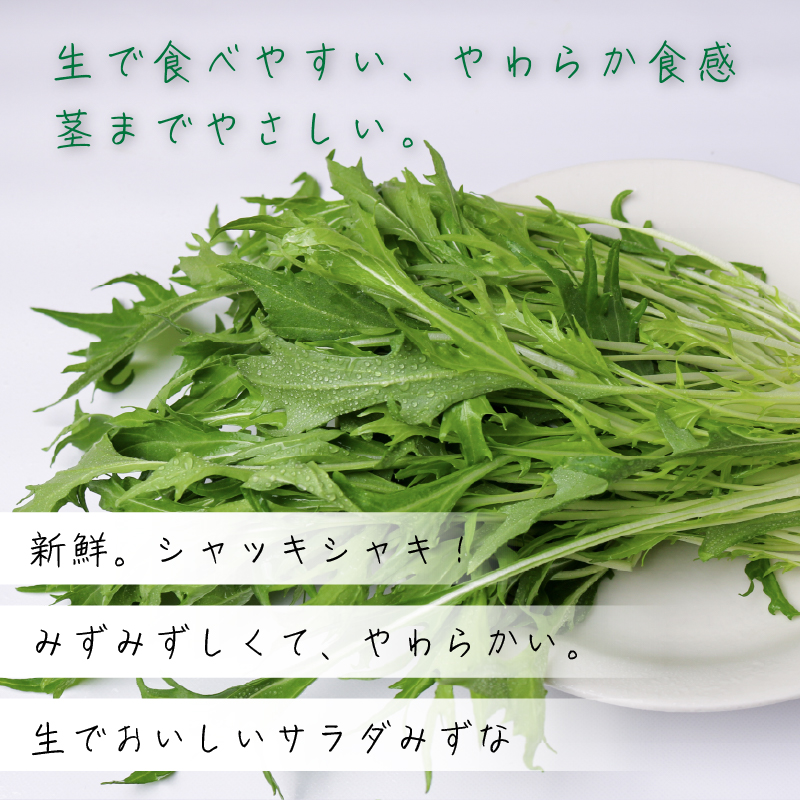 葉野菜 サラダ みずな | ほうれんそう ホウレンソウ 水菜 ミズナ 生食 野菜 セット 新鮮 健康 人気 おすすめ 高知県 南国市
