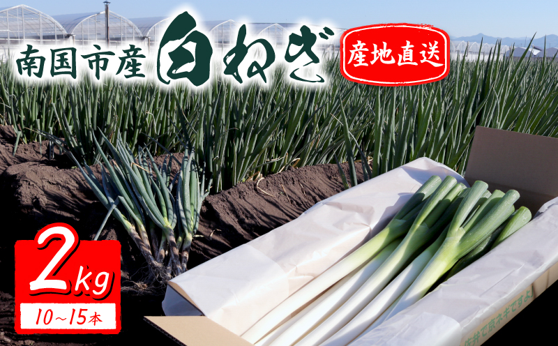 【先行予約 2026年12月～発送】白ねぎ 2kg(10～15本) | 長ネギ 葱 薬味 鍋 すき焼き ねぎま うどん そば 農園けんぴ 高知県 南国市