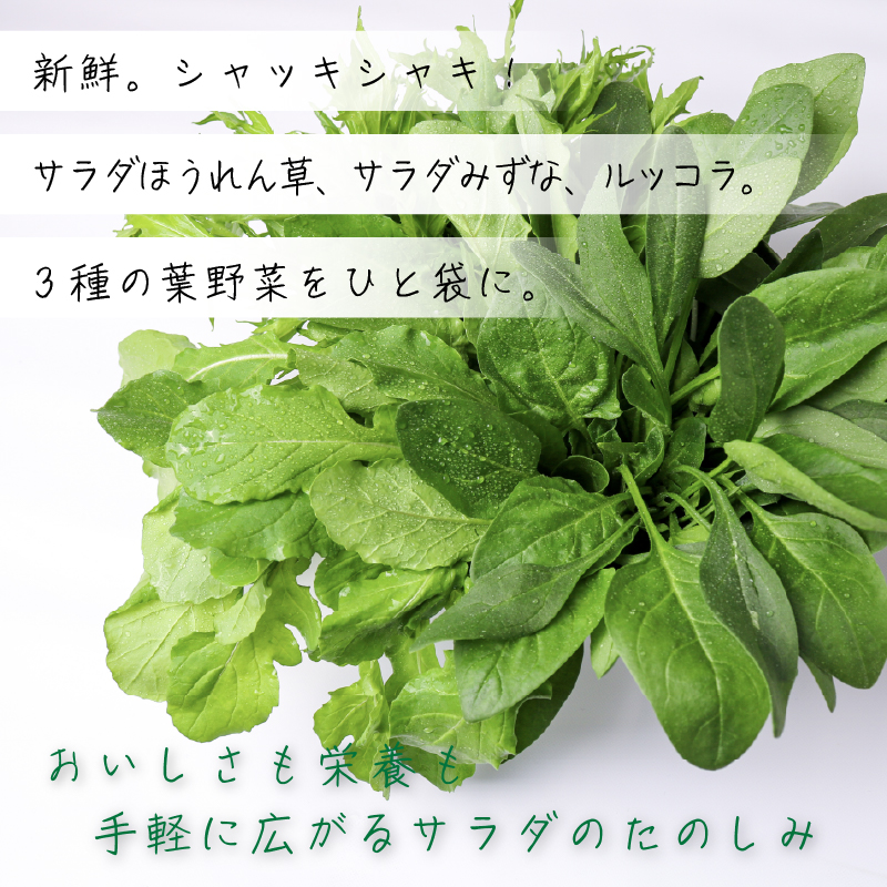 葉野菜 サラダ 3種ミックス ルッコラ ほうれん草 みずな なっぱトリオ | ほうれんそう ホウレンソウ 水菜 ミズナ 生食 野菜 セット 新鮮 健康 人気 おすすめ 高知県 南国市