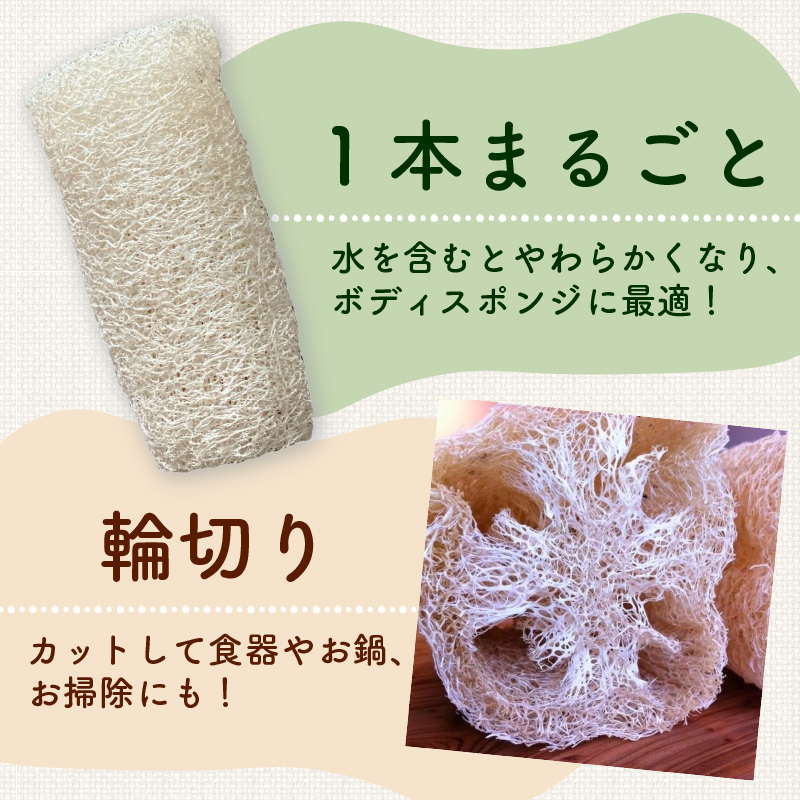 ヘチマたわし Lサイズ | 日用品 ヘチマ へちま たわし スポンジ 有機JAS認定 高知県 南国市