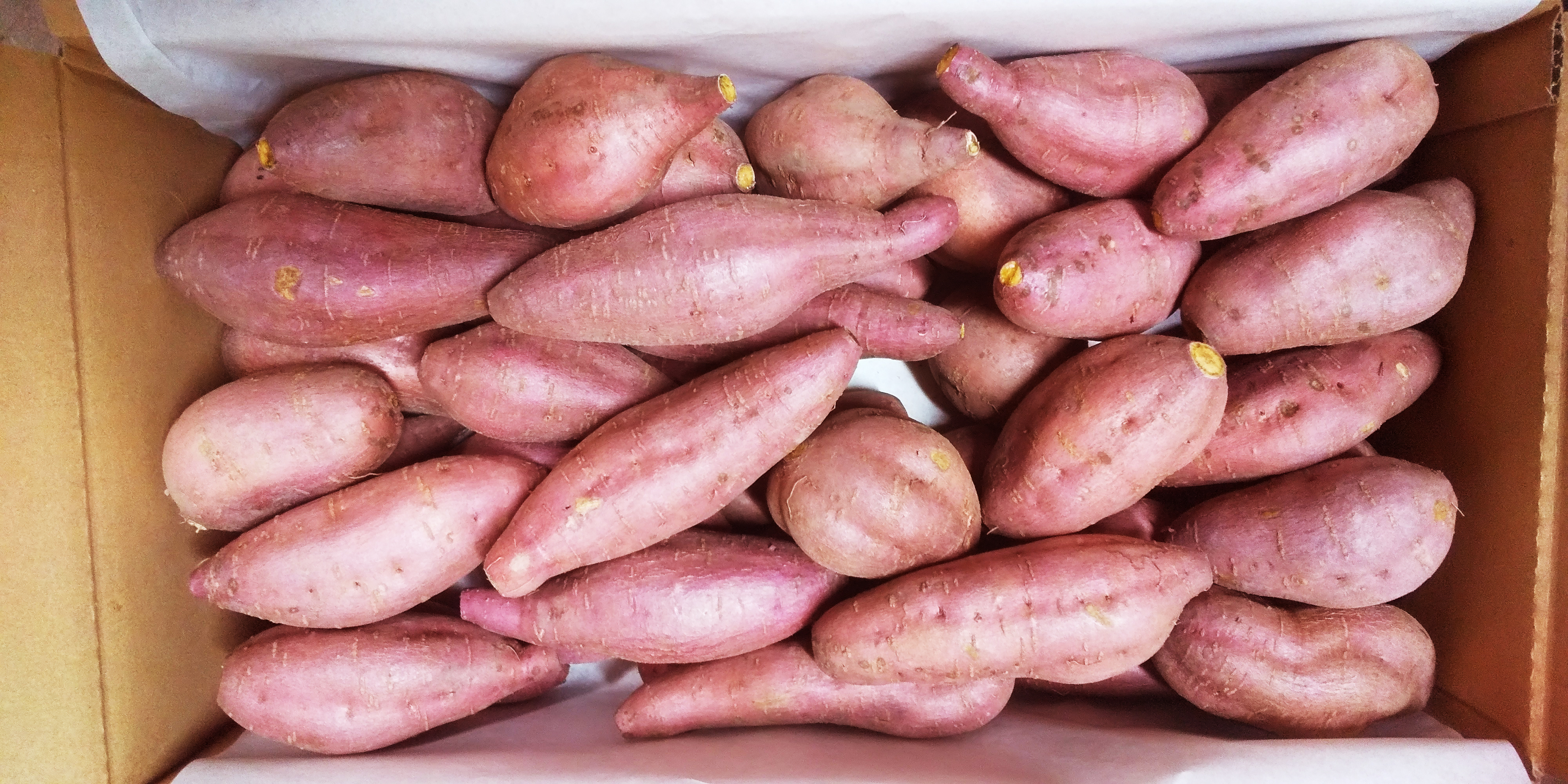 ãæ°èçºééå§ã ããšã«ã¹ã€ãŒã 5ãã ãµããã€ã¢ è ãã ããšã«ã¹ã£ãŒã ãã〠ã¹ã€ãŒã ãã倩 è倩 çŒãè çŒãã çŒè ãããã é«ç¥ç ååœåž