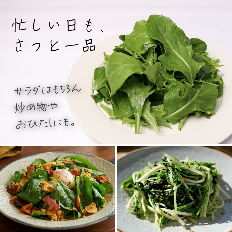 葉野菜 2種セット サラダ みずな ルッコラ | ほうれんそう ホウレンソウ 水菜 ミズナ 生食 野菜 セット 新鮮 健康 人気 おすすめ 高知県 南国市