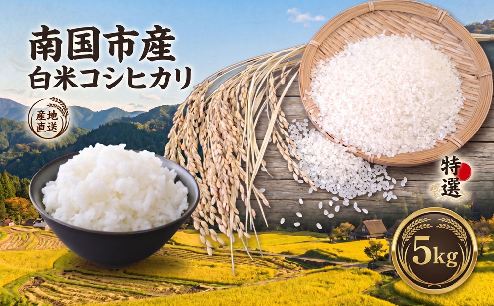 白米 コシヒカリ 5キロ 5kg 数量限定 米 コメ お米 ご飯 おにぎり こめ 令和7年度 農家直送 産地直送 ふるさと納税  高知県 南国市