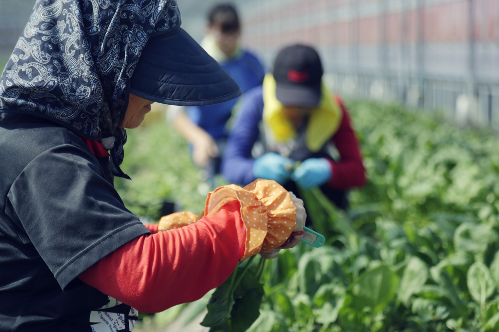 『定期便 全12回』無農薬生姜200gと旬の野菜の詰め合わせ【土佐野菜】