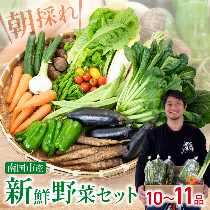 【先行予約】 朝採れ新鮮！ 野菜セット(10～11品) | 野菜セット 新鮮 野菜 人気 季節の野菜 数量限定 おすすめ 森尾商店 高知県 南国市