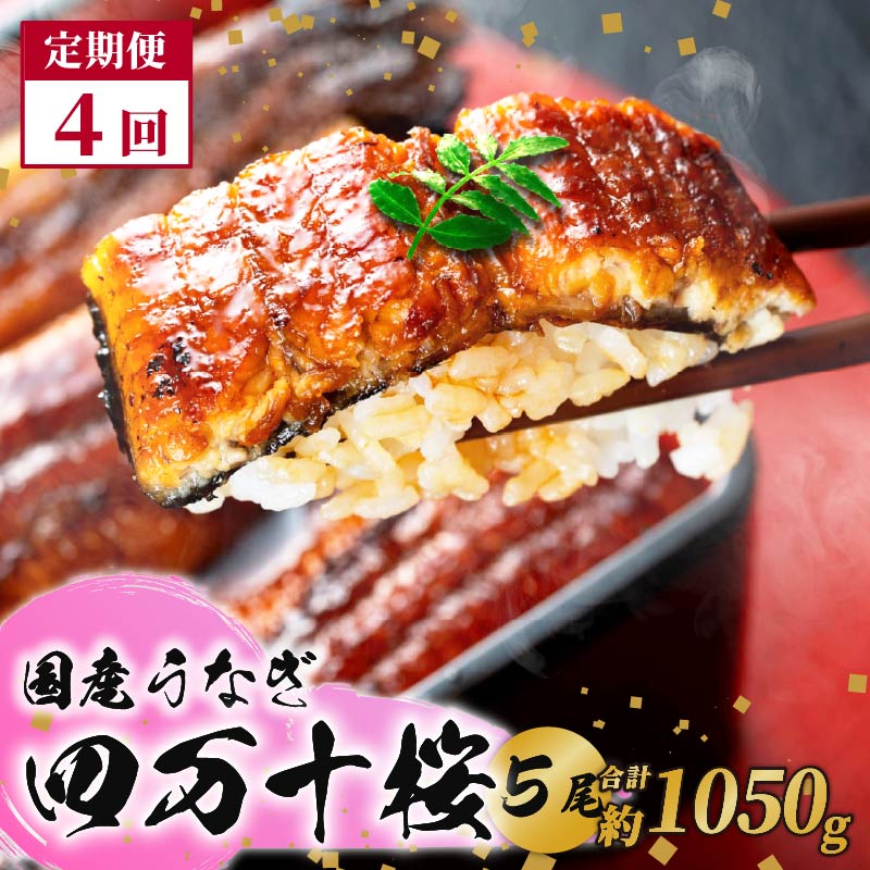 【通常用】【4回定期便】極上国産うなぎ四万十桜　蒲焼き約210g×5尾|うなぎ 鰻 蒲焼き 定期便 国産 四万十鰻 白焼き 調理済み タレ付き 頒布会 ギフト（お歳暮/お正月）高級 お取り寄せ グルメ 食べ比べ 冷凍